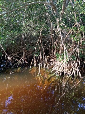 Mangrove forest in Everglades National Park