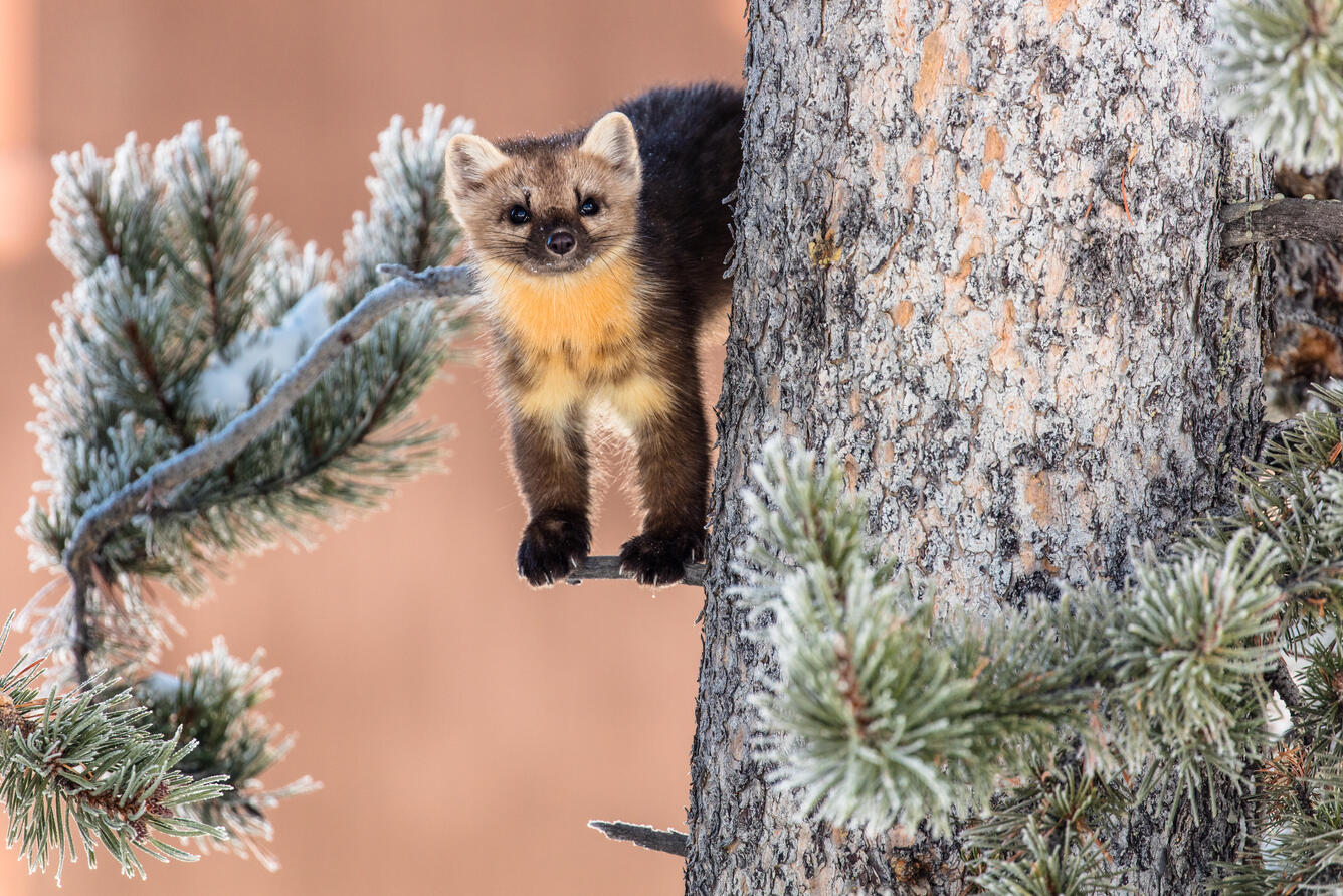 Marten standing on a small branch in a tree