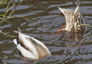 Ducks with their heads underwater to feed on aquatic plants