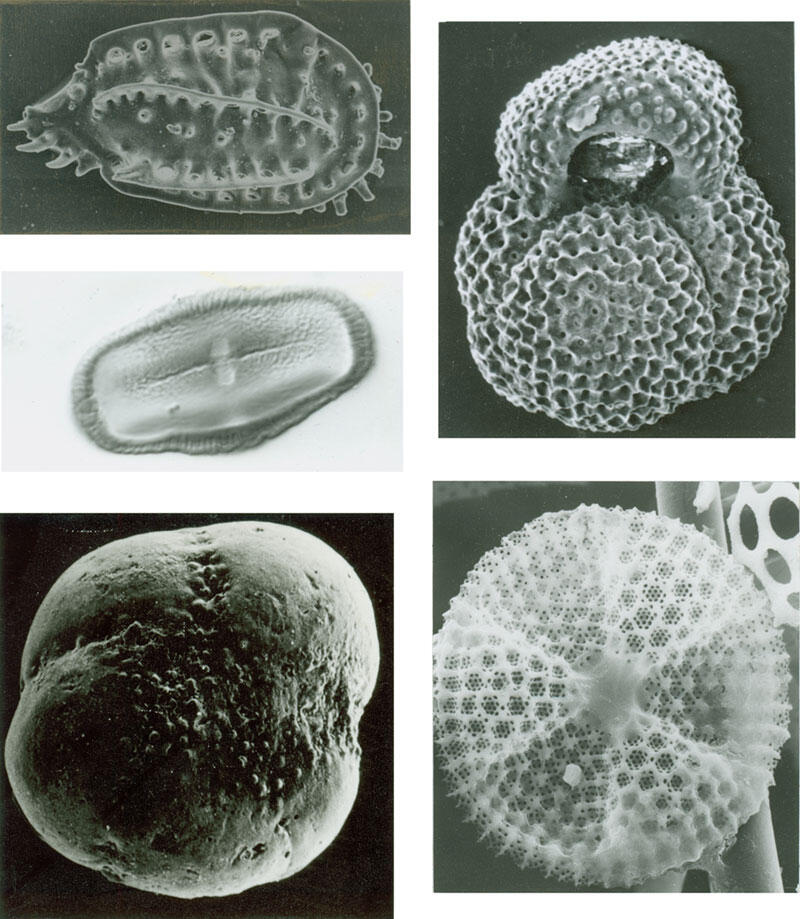 Five images of microscopic fossils.