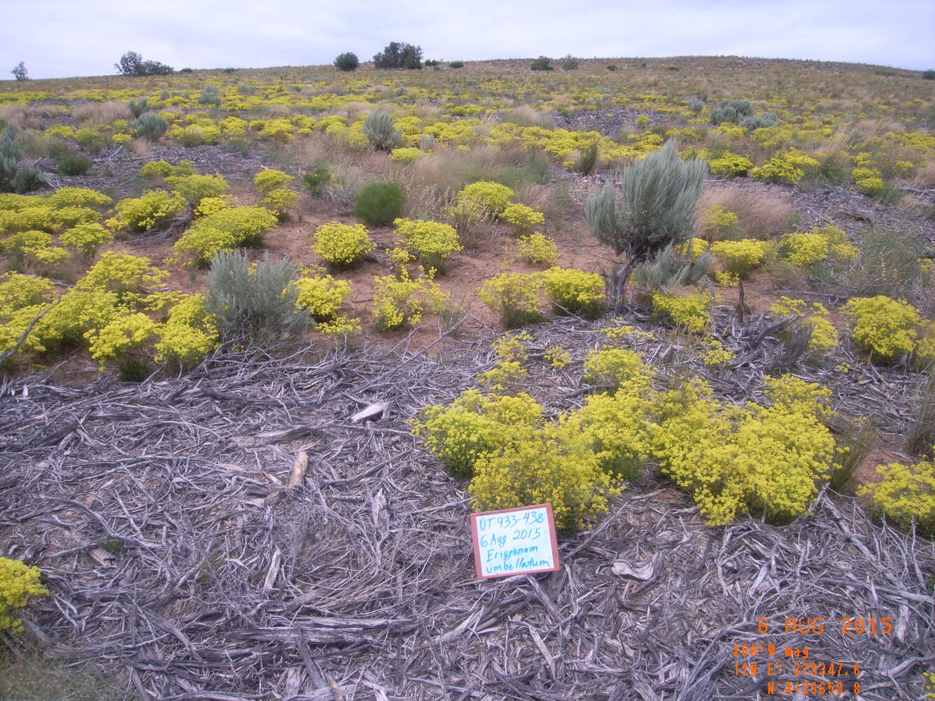 a field of yellow and green shrubs, with mulch in between shrubs and a sign displaying plot data