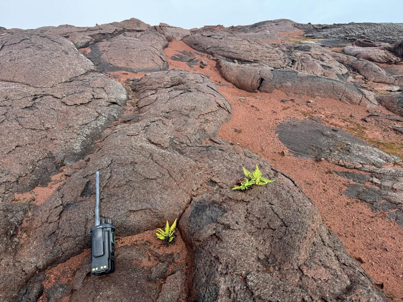 Color photograph of red volcanic ash on black volcanic rock with some tiny green ferns growing