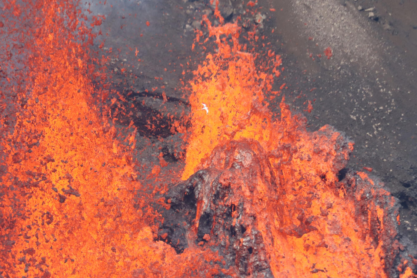 Color photograph of erupting vents with bird above