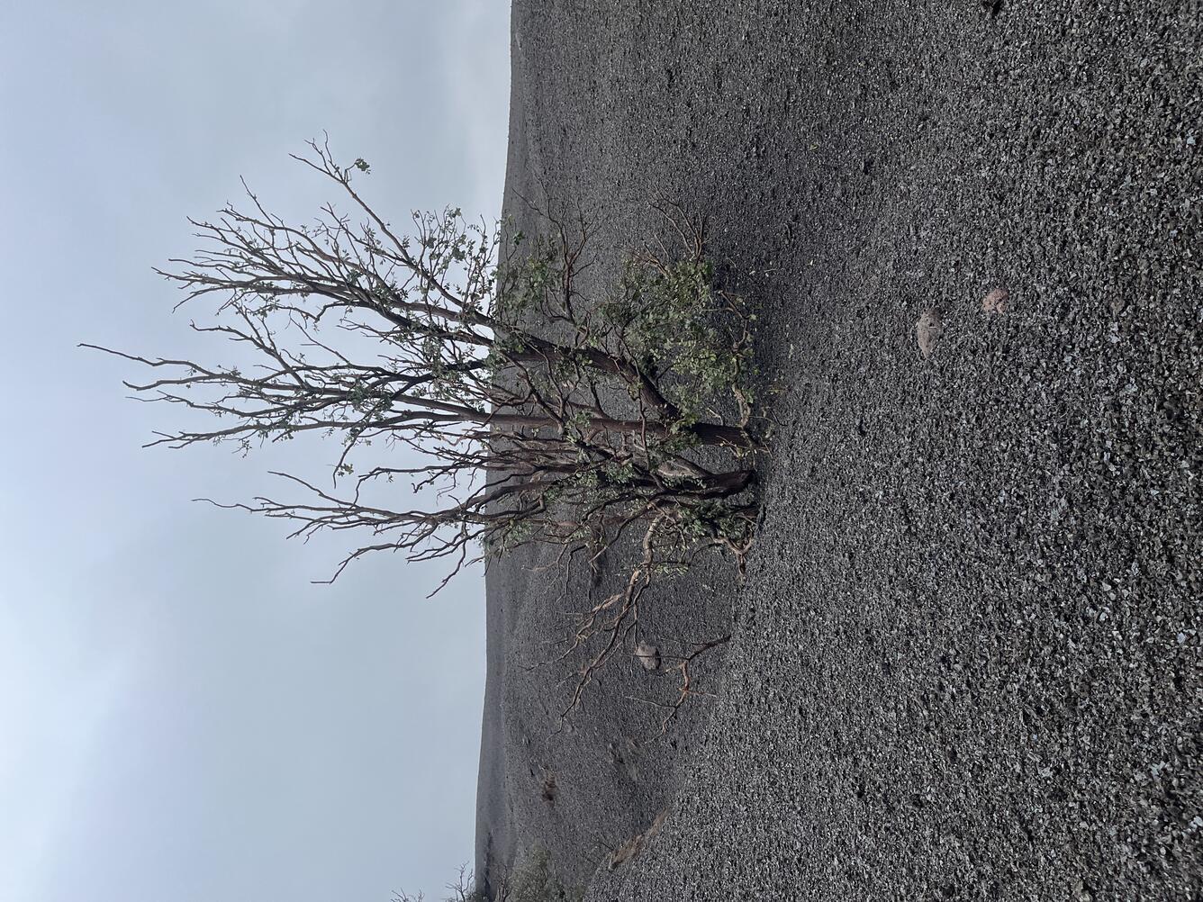 Color photograph of defoliated tree