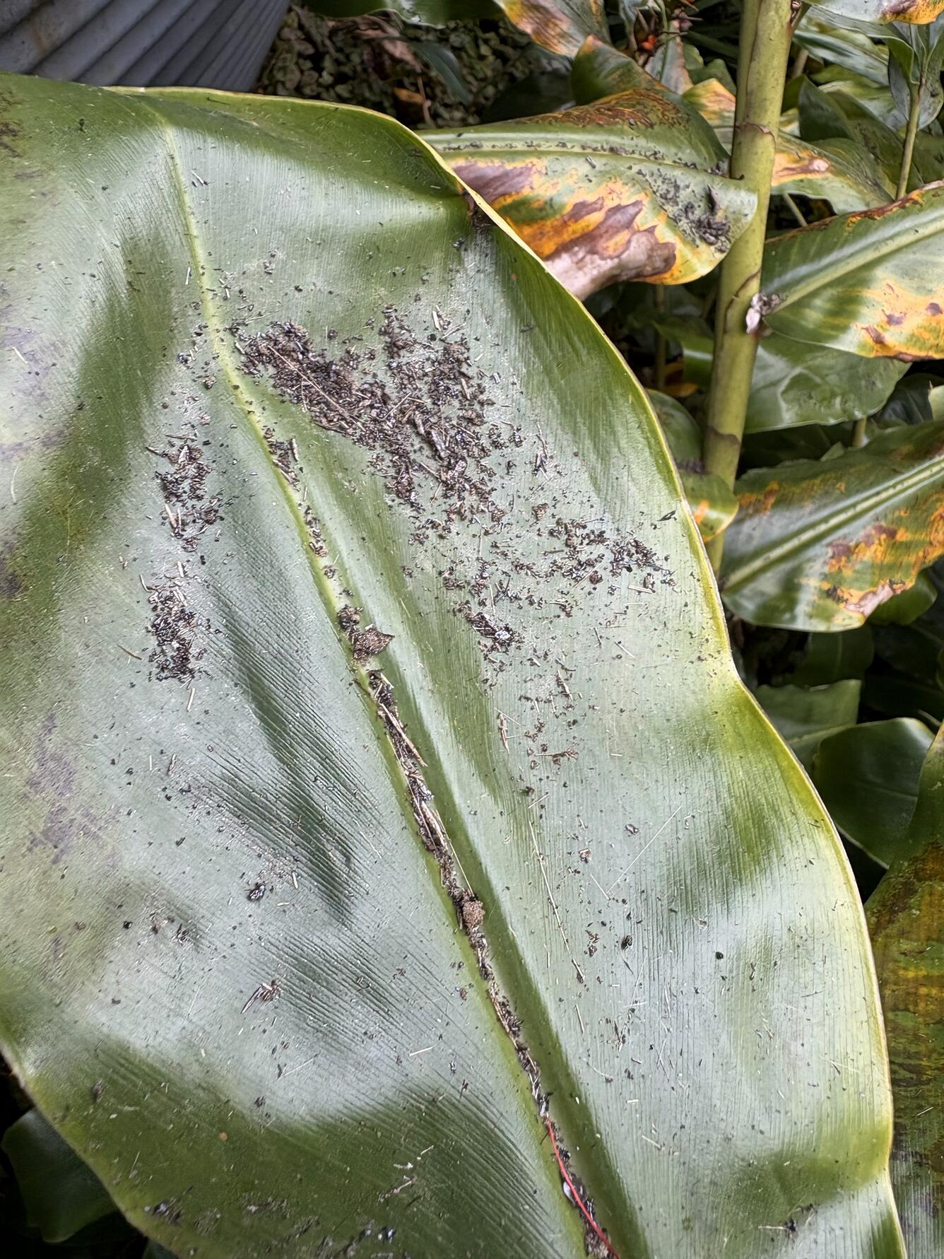 Color photograph of tephra fall on a leaf