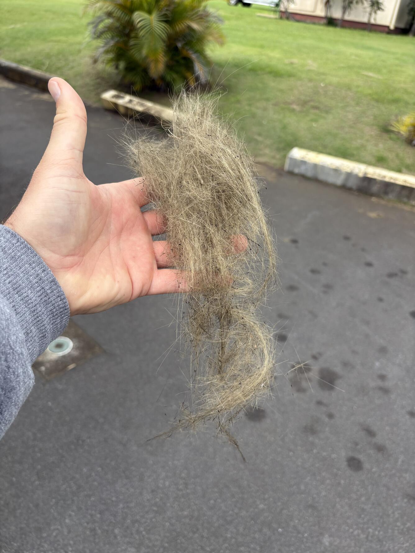 Color photograph of strands of volcanic glass in a hand