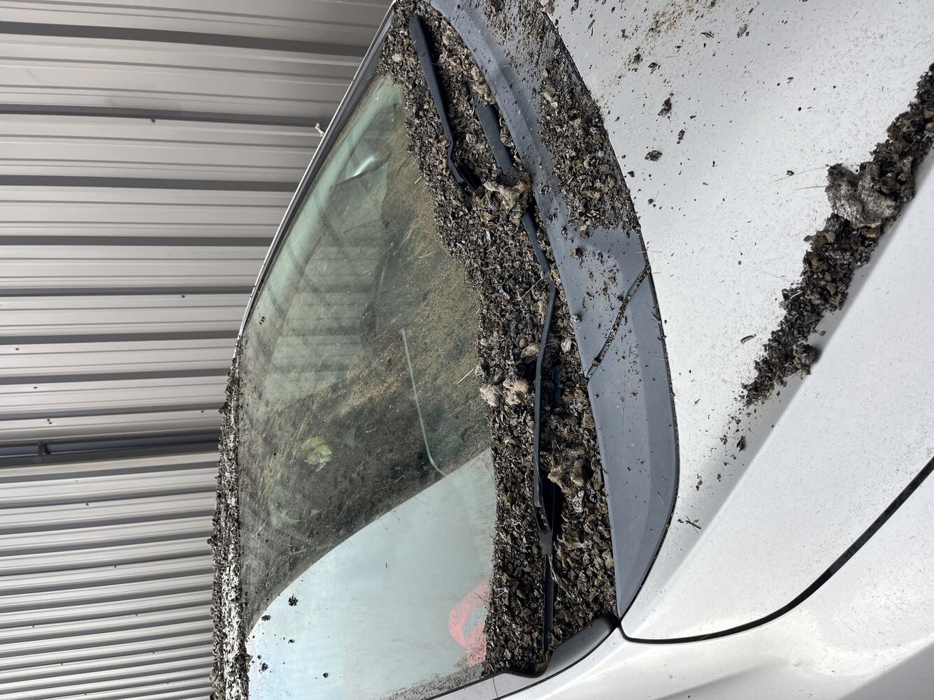 Color photograph of car covered with tephra