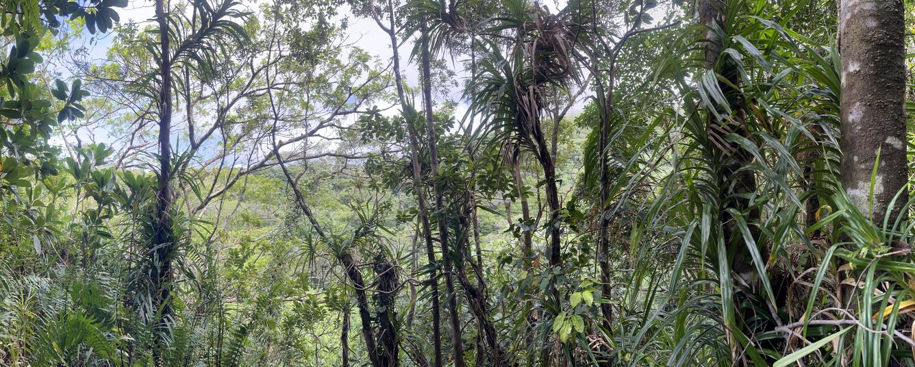 Color photograph of vegetated crater