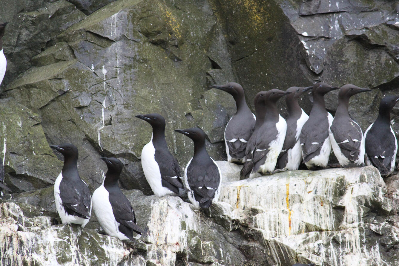 Murres standing side by side on guano-stained rocky seaside cliff. They are black or chocolate-colored with white undersides.