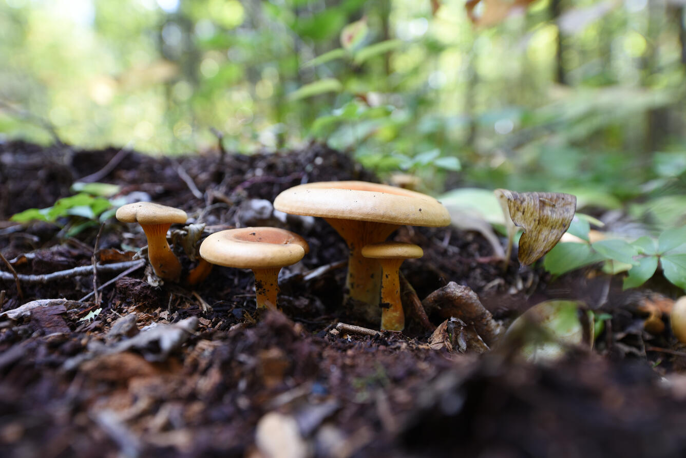 Mushrooms growing up through soil in the forest