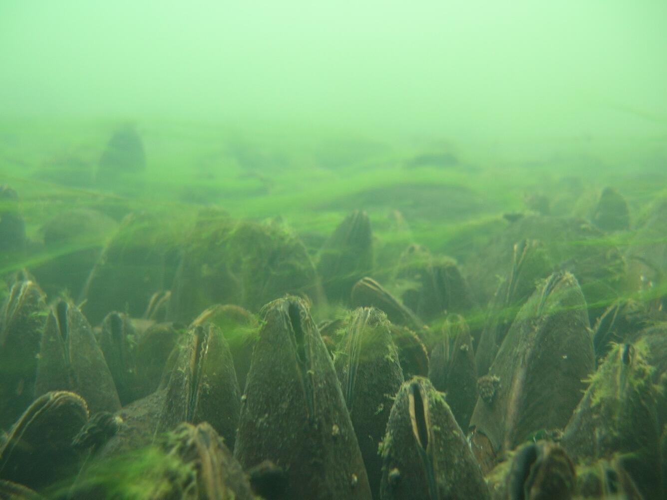 underwater photo of mussel bed in green water with light bright green algae growing on and around the mussels