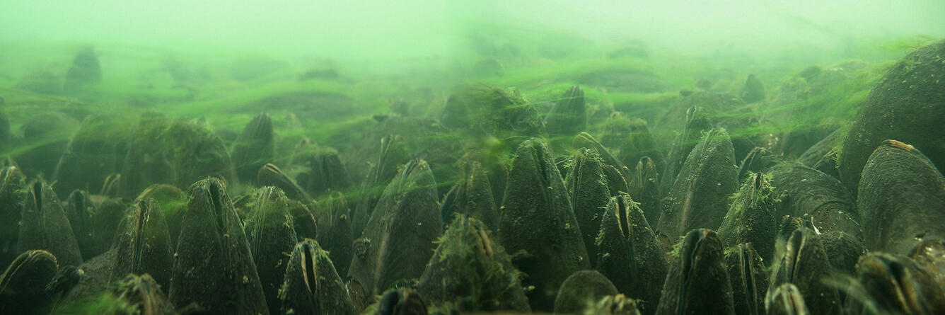 underwater panoramic photo of mussel bed in green water with light bright green algae growing on and around the mussels