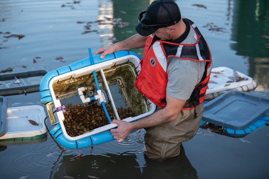 Freshwater mussels cultured in a outdoor pond 