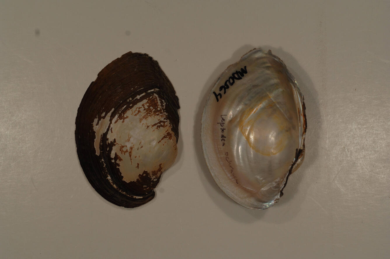 Shell of a mussel top and inside side by side with black letters and numbers written in 