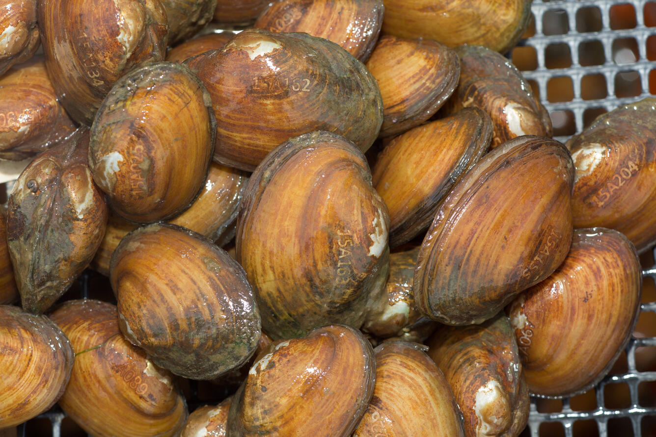 a group of brown mussels with laser engraved numbers and letters on the shells