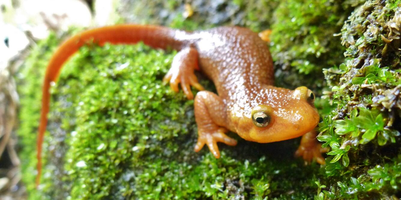 Orange newt climbing over moss