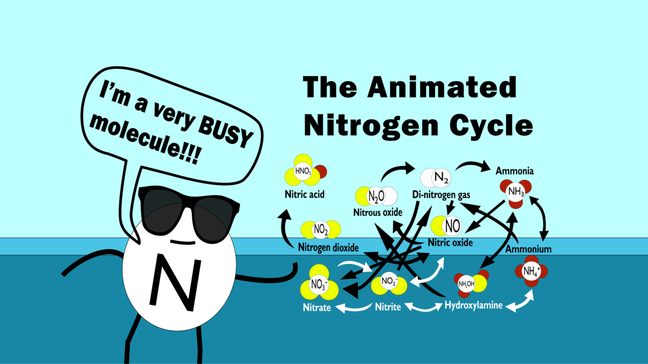 The Animated Nitrogen Cycle - a diagram with many arrows and elements are shown.