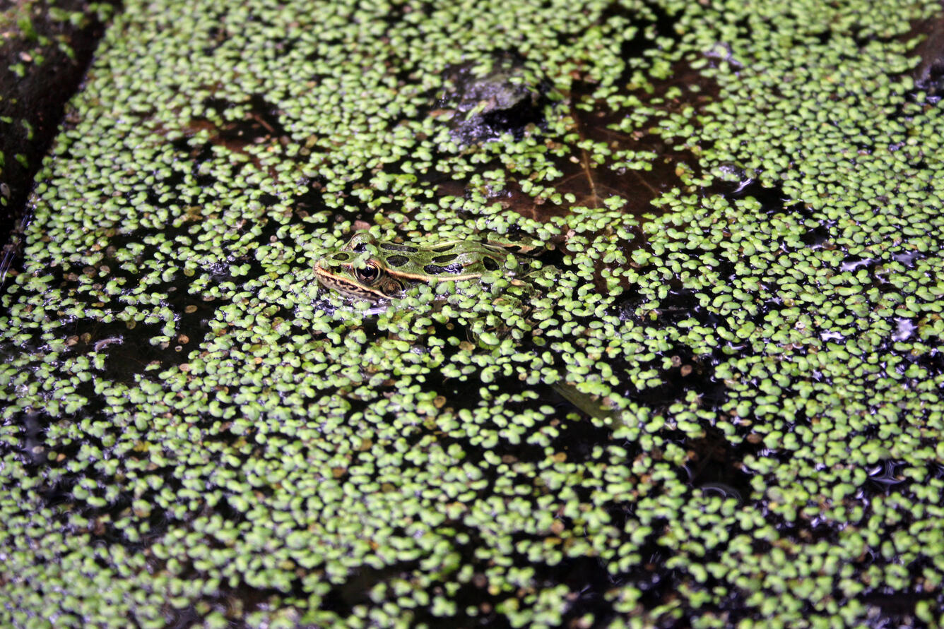 Frog camouflaged by aquatic plants in pond
