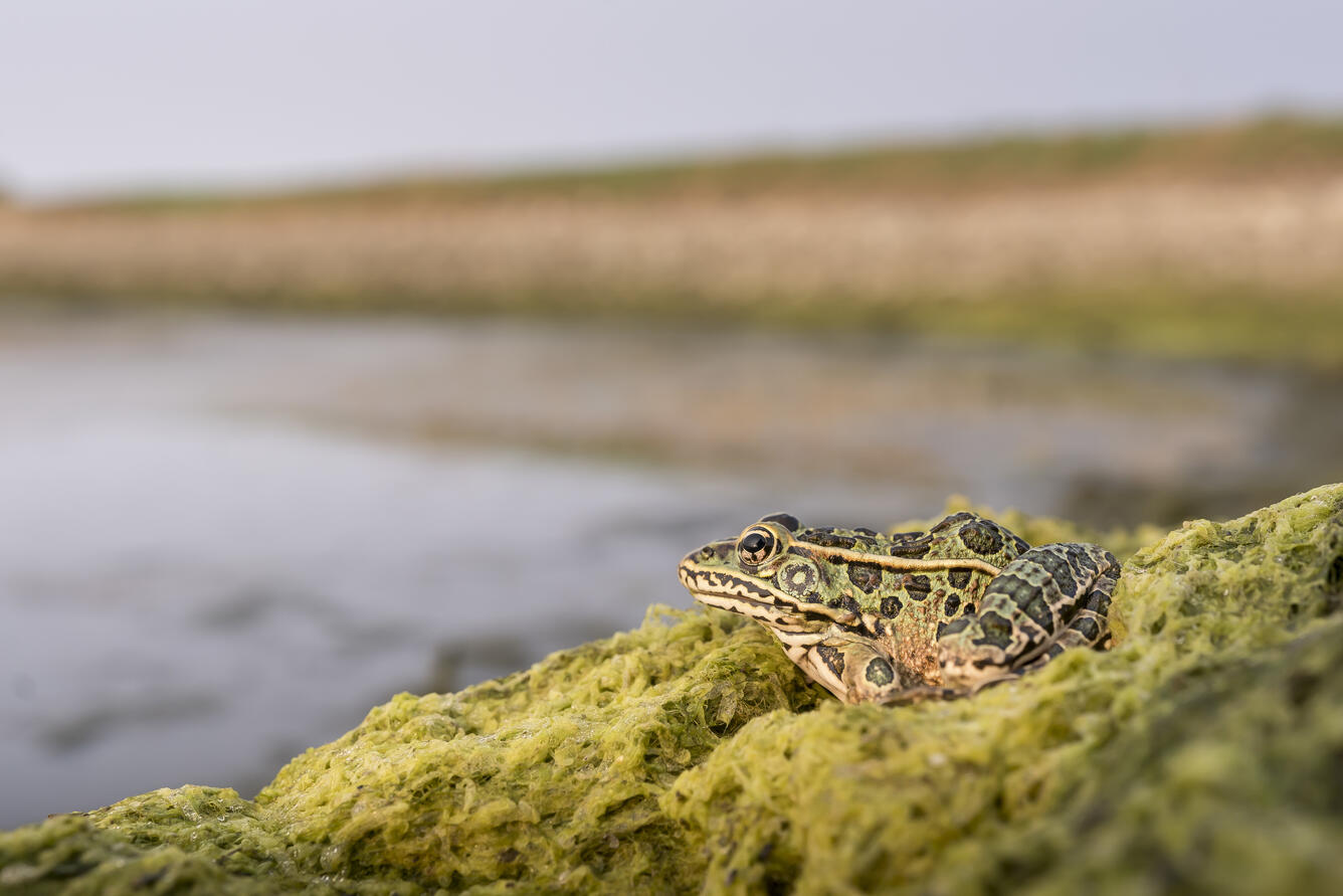 Northern Leopard frog sitting on a moss-covered rock