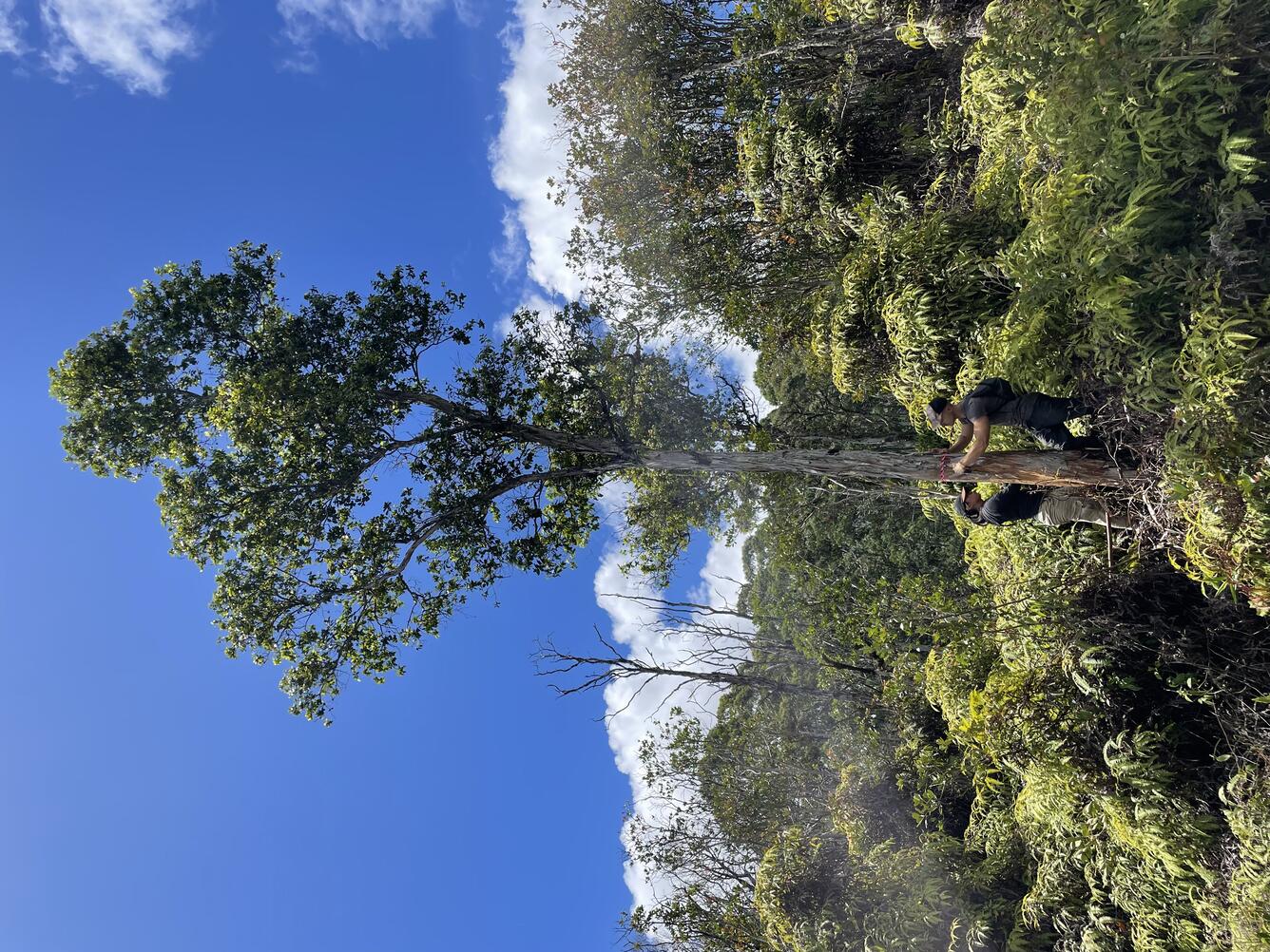 USGS staff set up beetle repellent on a ROD-infected ‘ōhi‘a tree