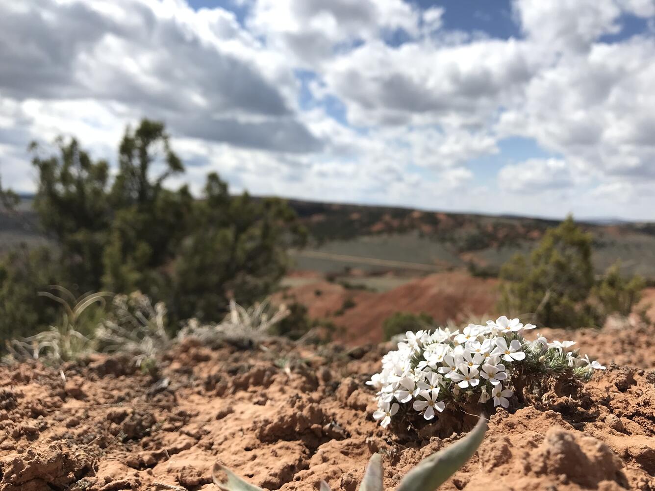 Small white flowers growing in dry landscape