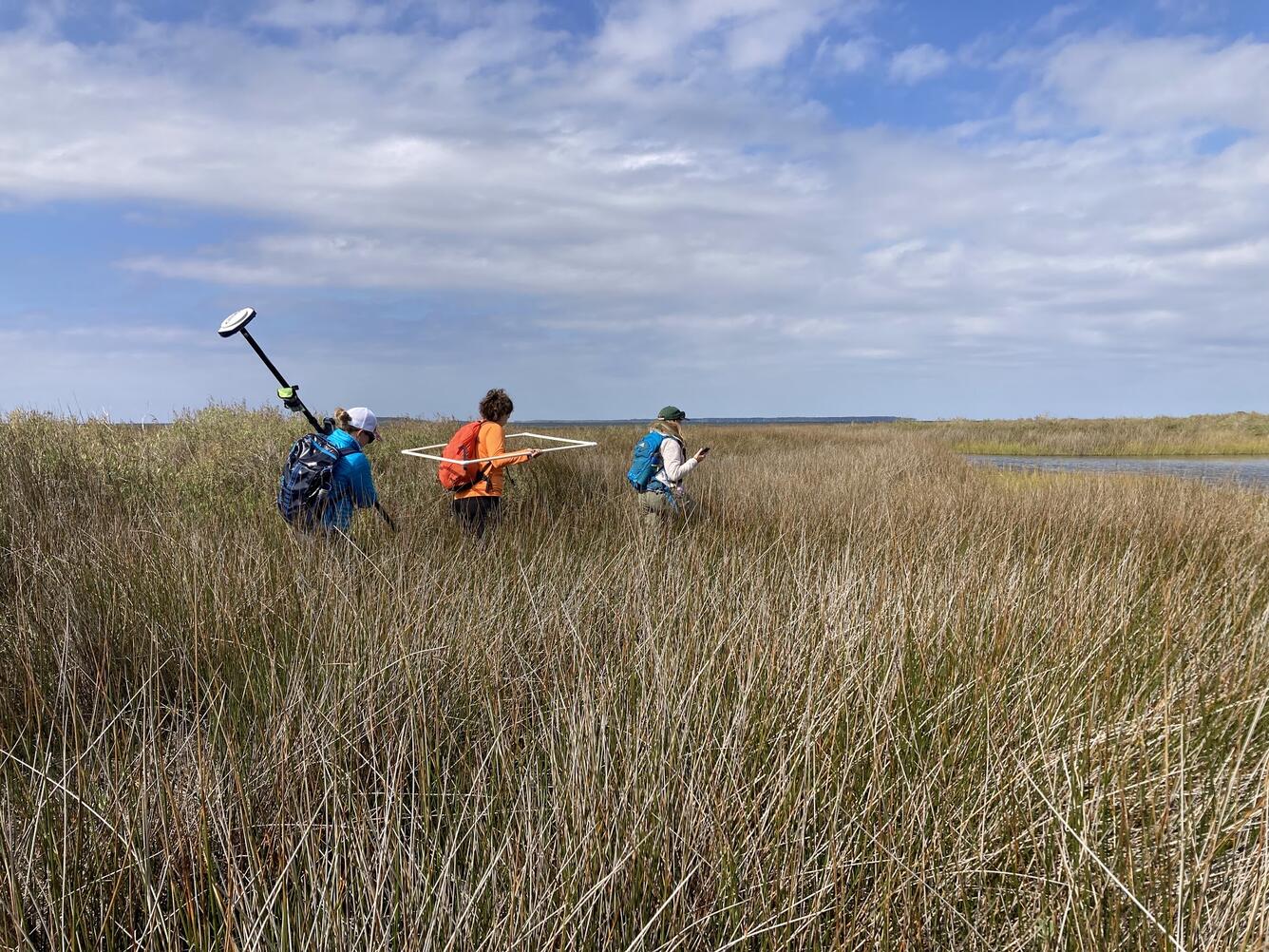 USGS field crew walk through spike rush as they complete vegetation surveys