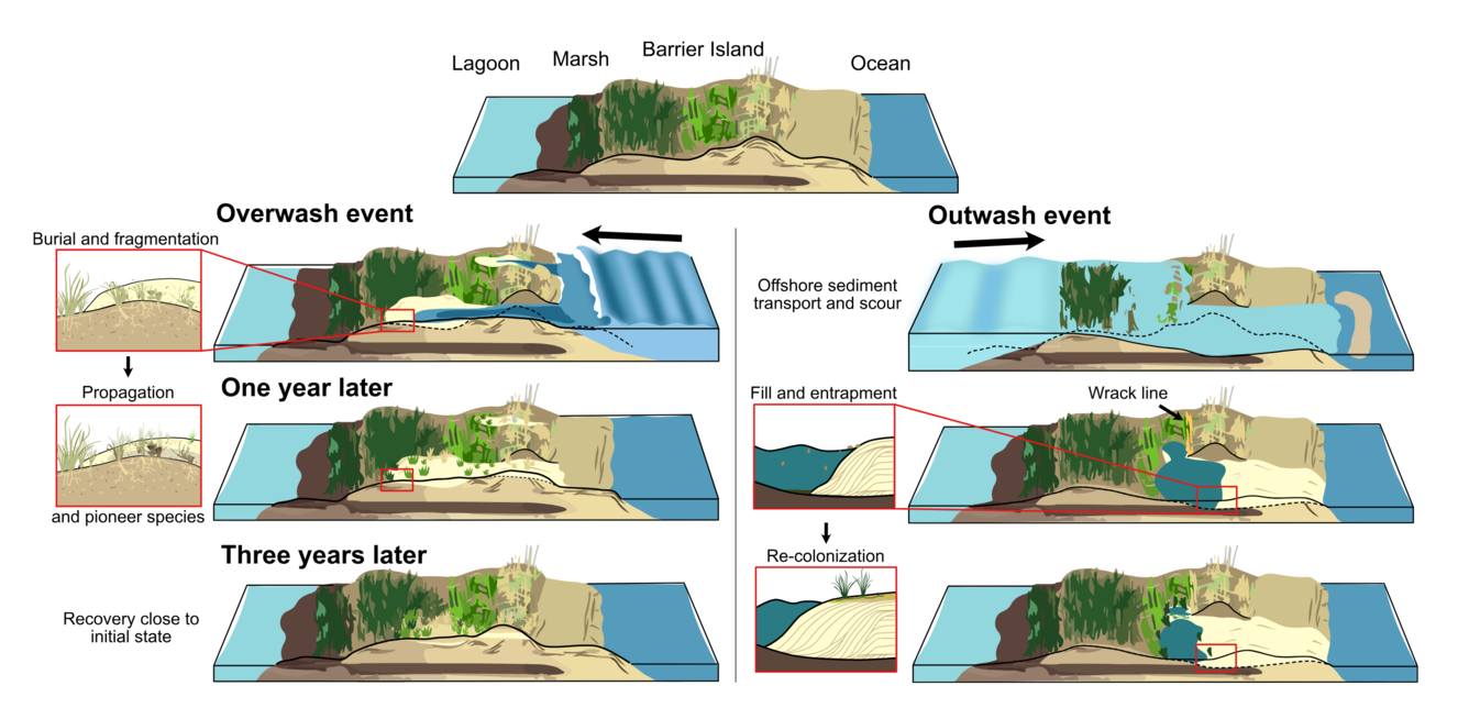 infographic showing outwash event on barrier island