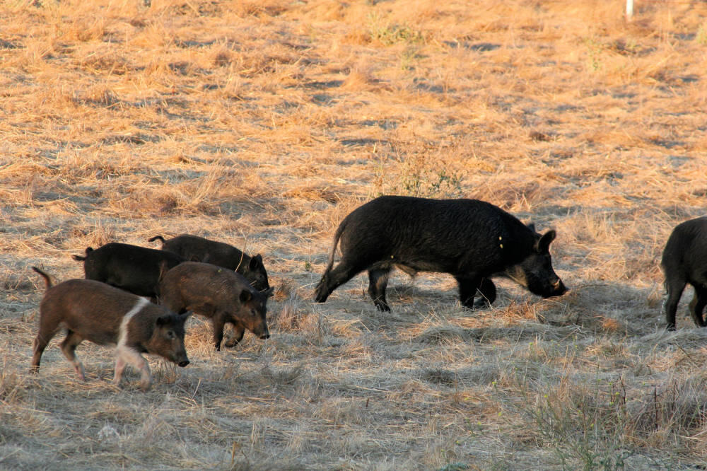 Feral swine in a field