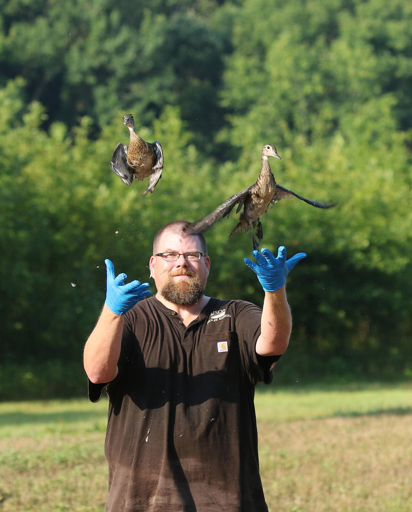 U.S. Department of Agriculture scientist releases a wood duck (Aix sponsa) after collecting a sample for avian influenza