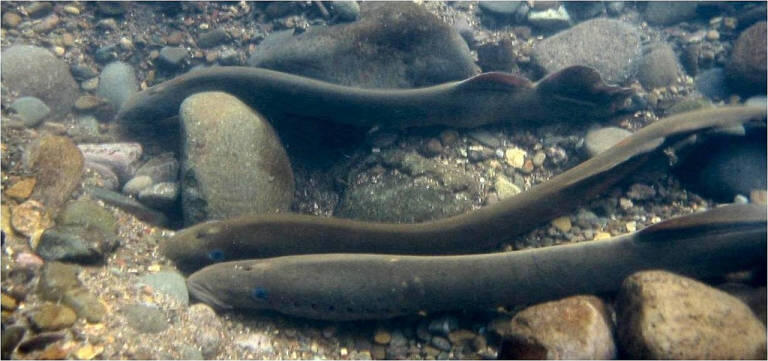 3 pacific lamprey attached to rocks on a streambed