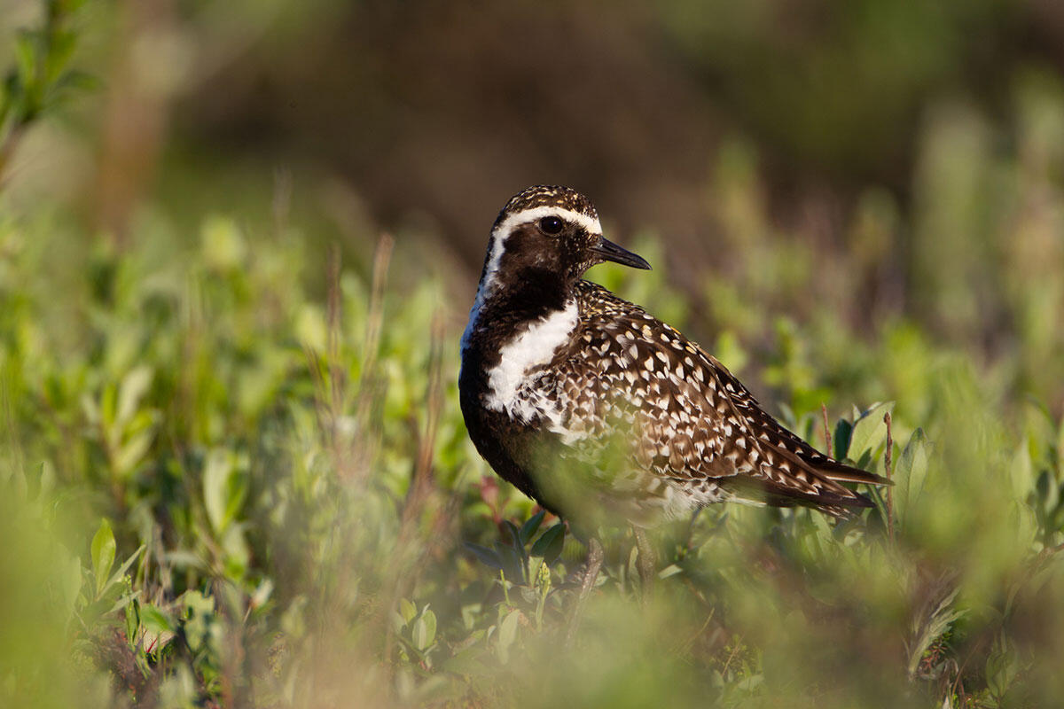 Image of Pacific Golden-Plover