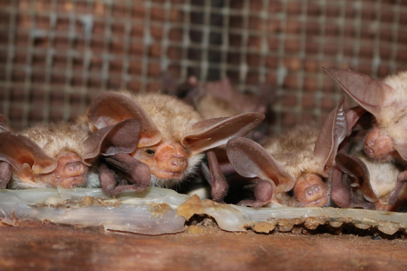 Four pallid bats roosting