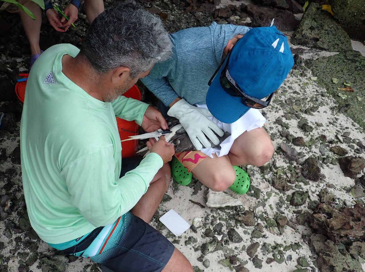 Researchers attach a GPS tag to the tail feathers of a Red-footed Booby