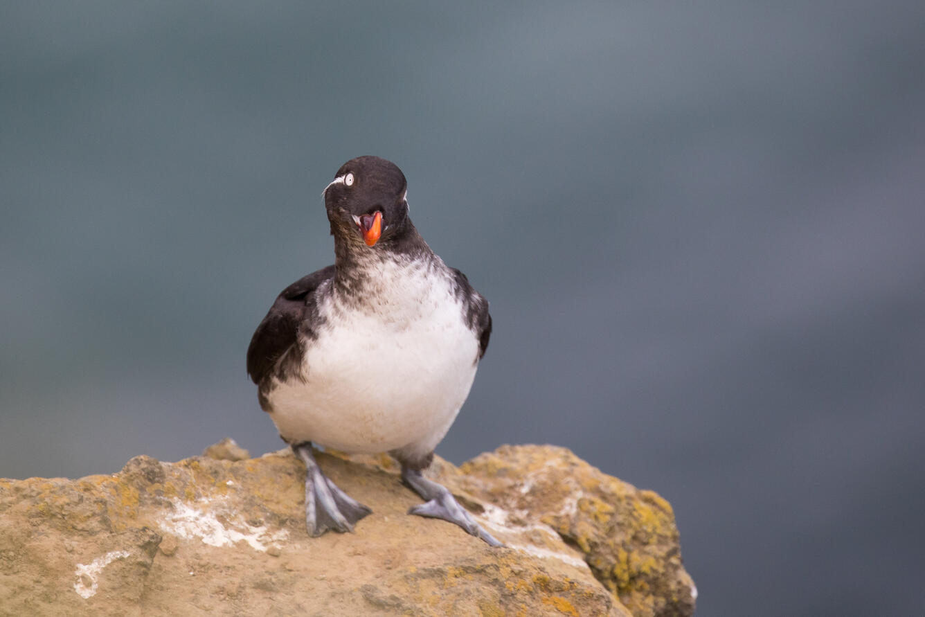 Parakeet auklet with head cocked to one side