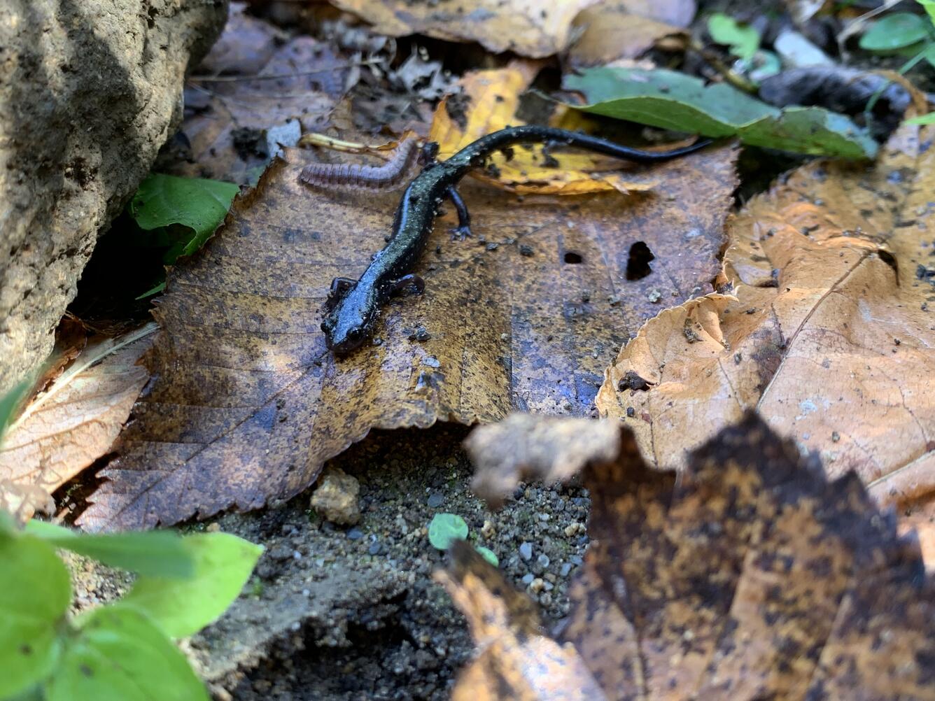 Peaks of Otter Salamander crawling over leaves
