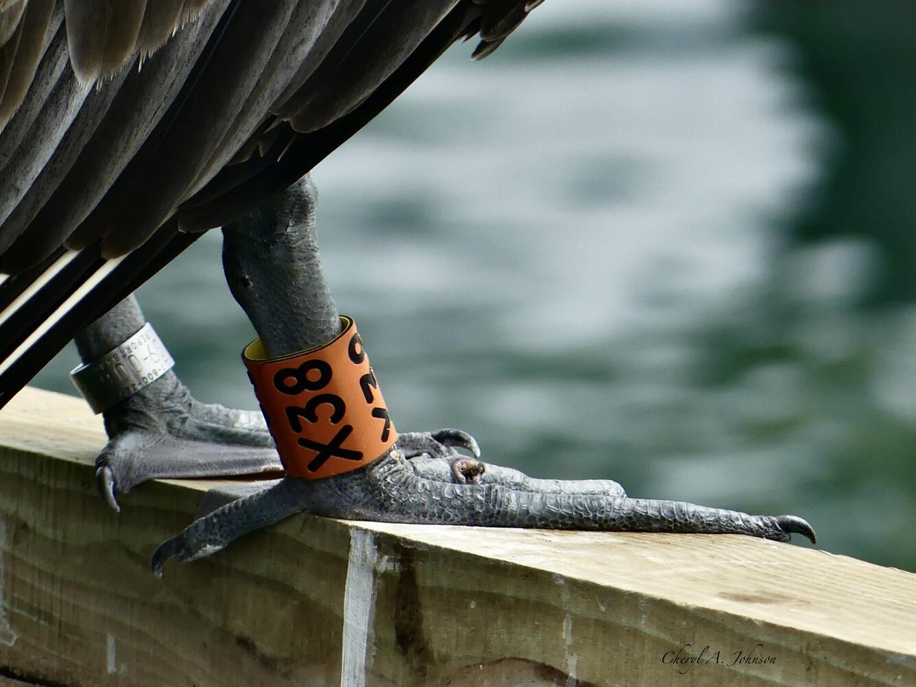  Banded (silver band on left leg) on a Brown Pelican (large sea bird) on a dock. 