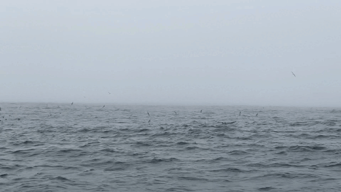 A seabird flies toward the camera amid a flock of seabirds over a choppy ocean