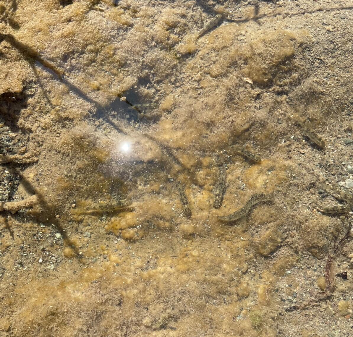 Brown and tan freshwater fish in an algal floc in a shallow creek.