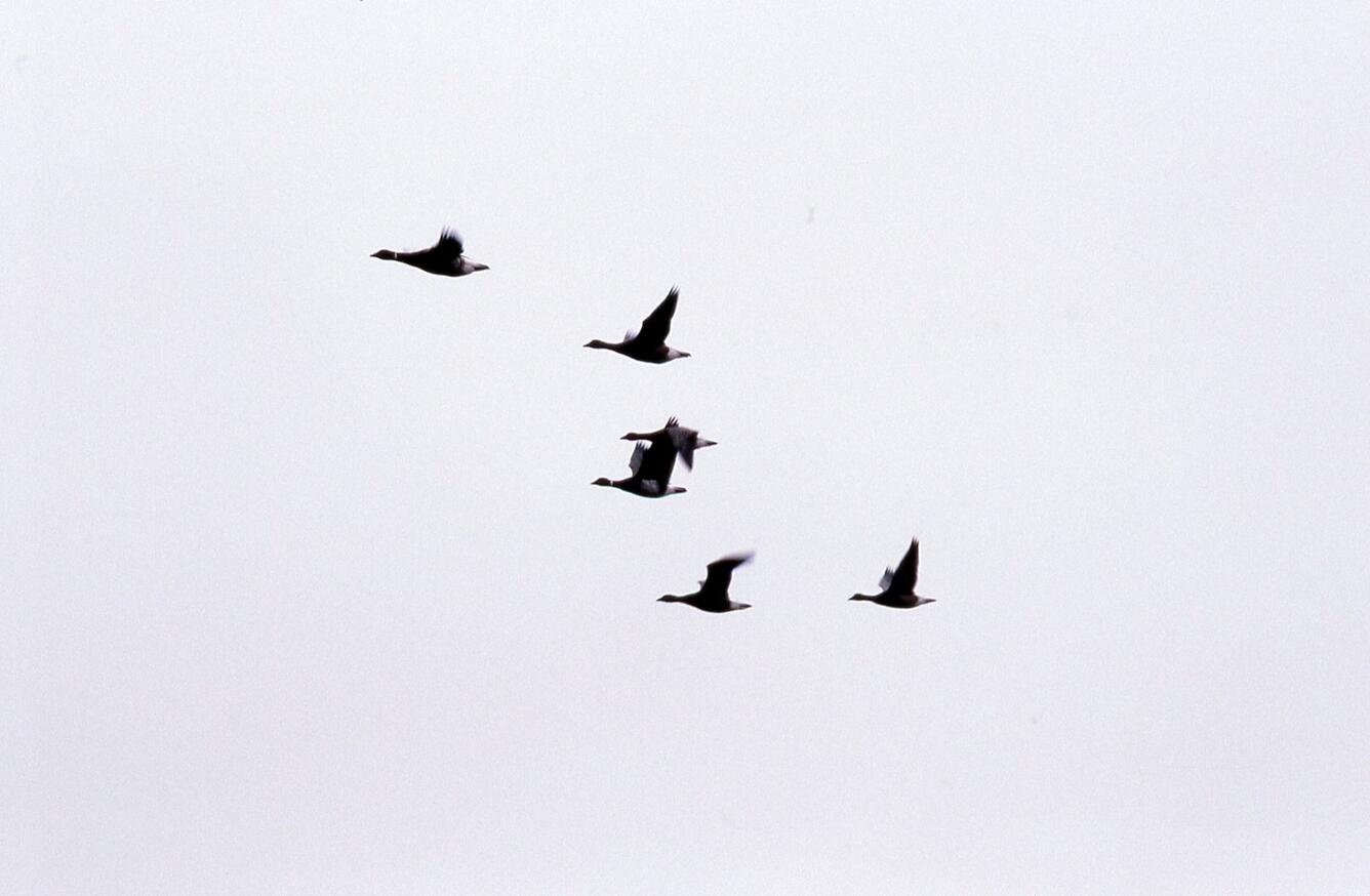 Six black brant flying near Icy Cape, Alaska. Sky in the background.