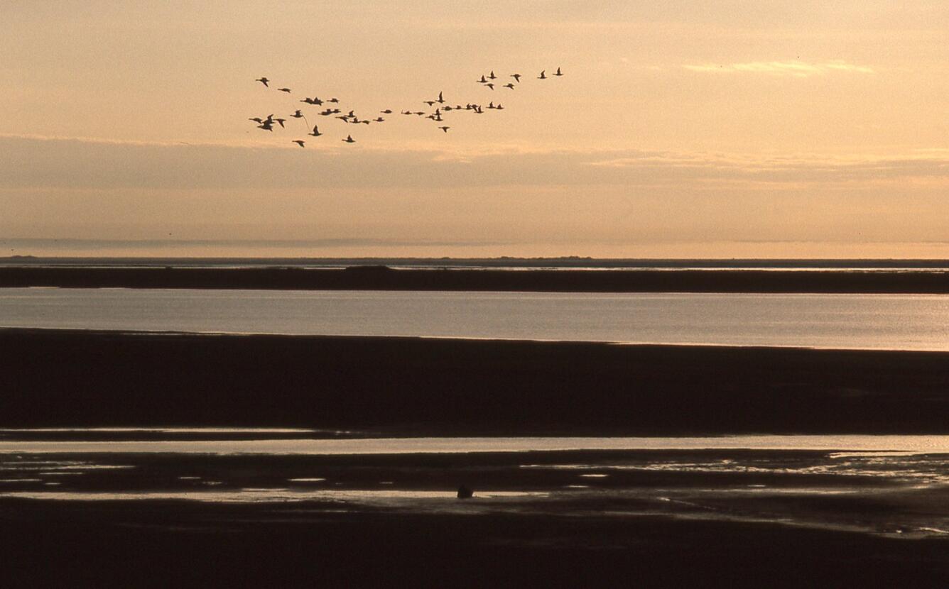 Waterfowl flying over the water at Icy Cape, Alaska.