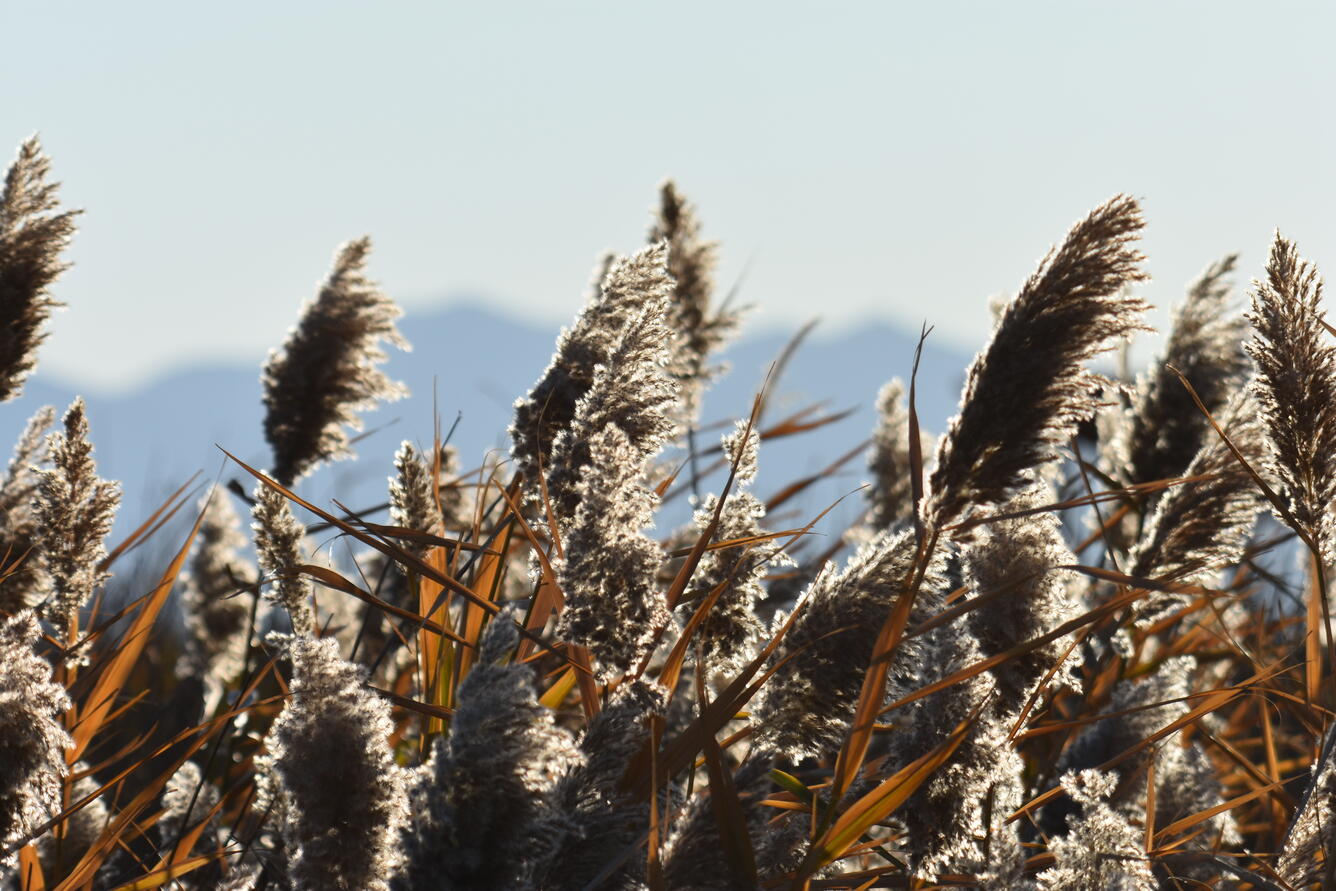 Brown phragmites blowing in the wind