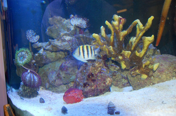 A photo of an aquarium decked out with fish, rocks, anemones, urchins, and sponges.