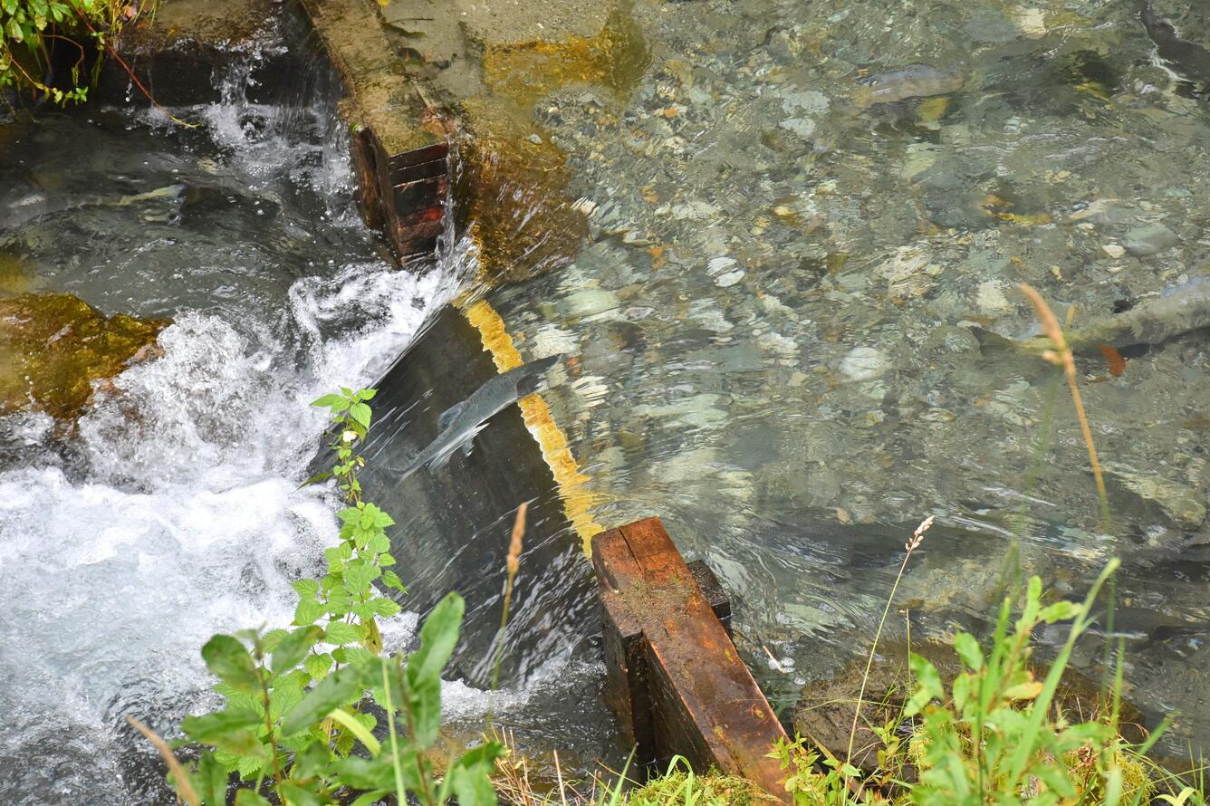 Pink salmon jumping up a fish ladder