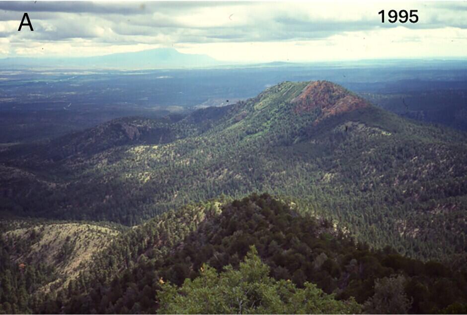 Photograph of dry-conifer forest from St. Peter’s Dome Lookout, facing south. 