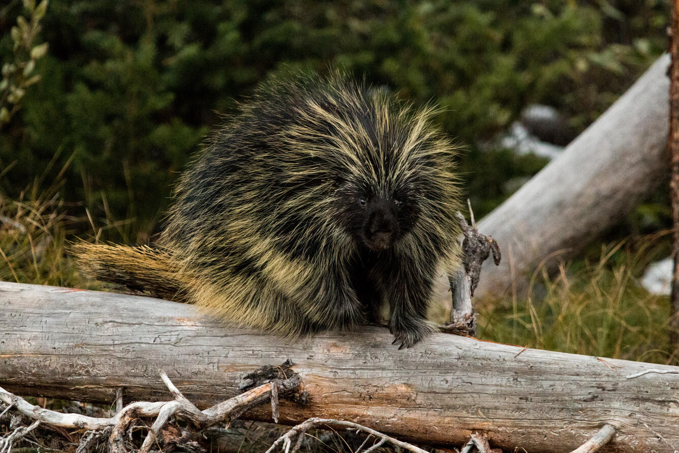 Porcupine sitting on a log
