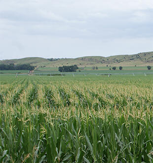 Left side of image: Center-pivot irrigated cornfield near Ord, Nebraska