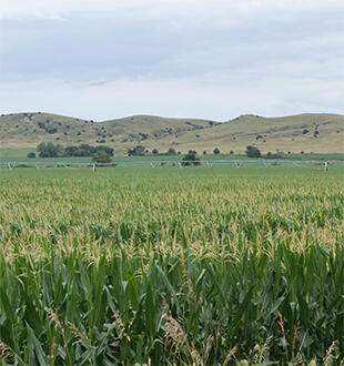 Midsection of image: Center-pivot irrigated cornfield near Ord, Nebraska