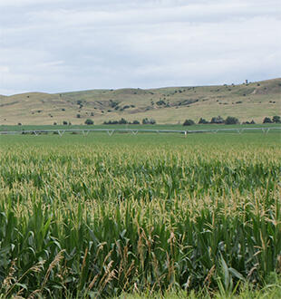 Right side of image: Center-pivot irrigated cornfield near Ord, Nebraska