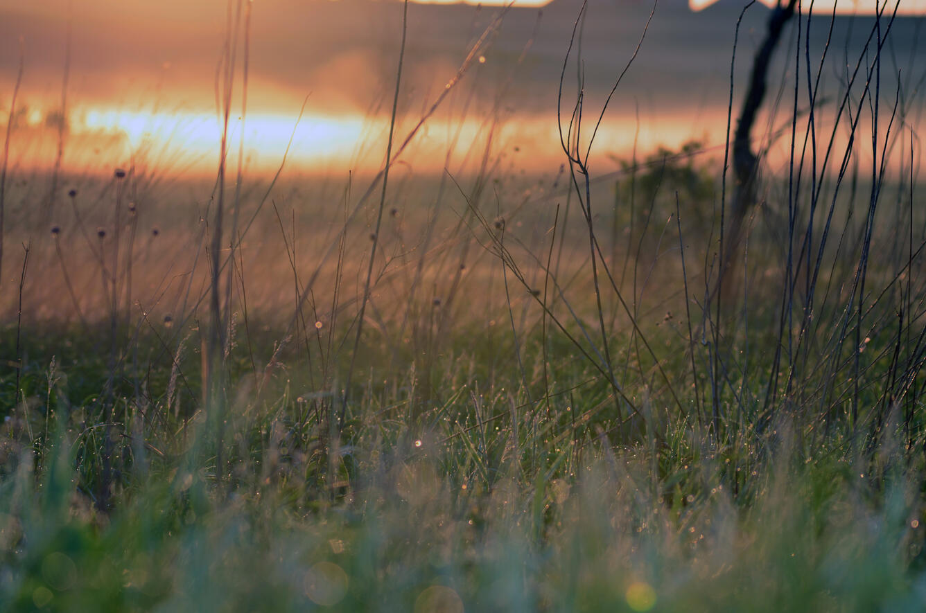 Close up view of dew on prairie grass at sunrise