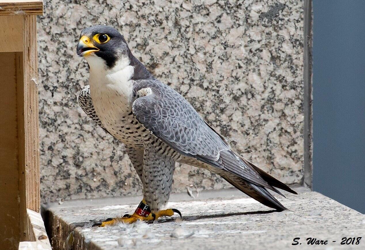 Large Gray and White Falcon with yellow talons and a black and red band around its leg with the letter H and number 34.